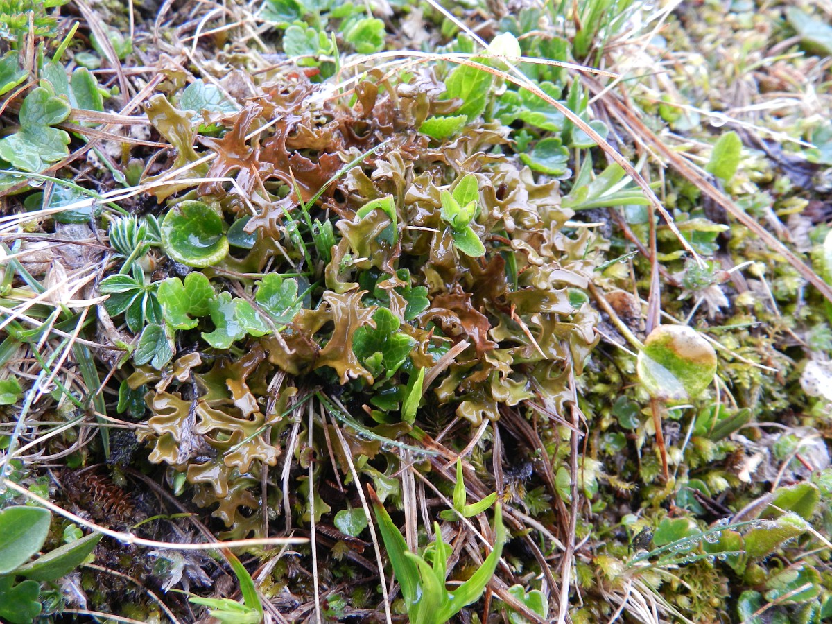 Cetraria islandica, Iceland Moss